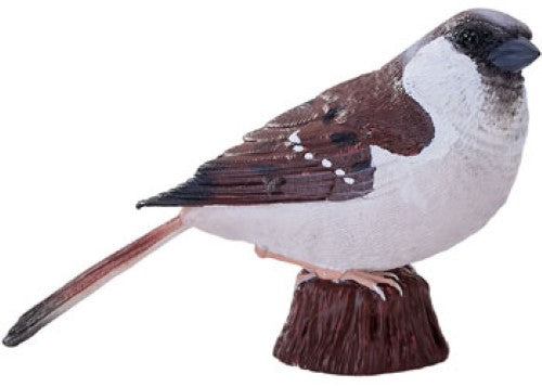 Mojo - House Sparrow 2025