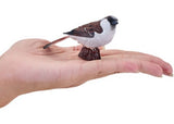 Mojo - House Sparrow 2025