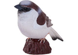 Mojo - House Sparrow 2025