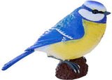 Mojo - Blue Tit 2025