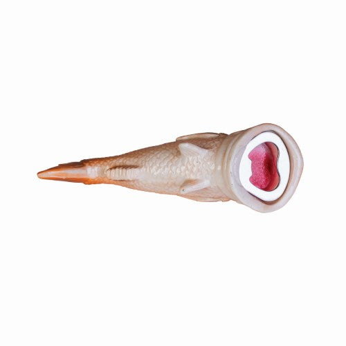 Bottle Opener - Snapper Fish (14 x 6 x 4.7cm)