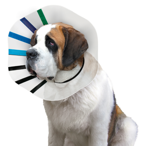 Clear Dog Collar - KONG EZ (Large)