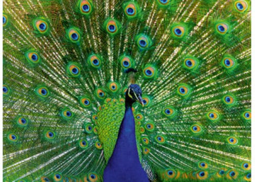 Ravensburger Peacock Puzzle 500 Pieces