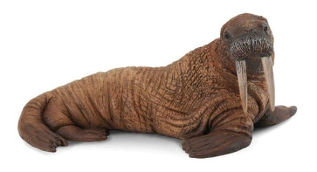 Large CollectA walrus figurine, 11.5cm, showcasing detailed tusks and lifelike features for collectors and educators.