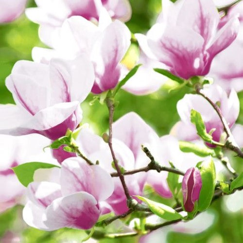 Luncheon Napkin - Magnolia