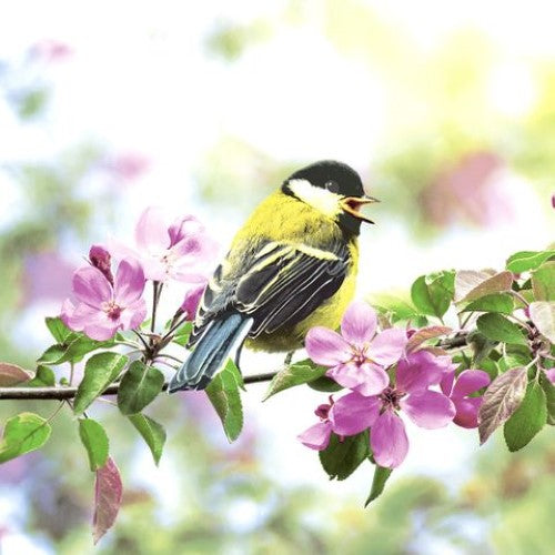 Cocktail Napkin -Spring Bird