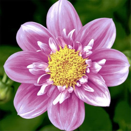 Cocktail Napkin -Pink Flower