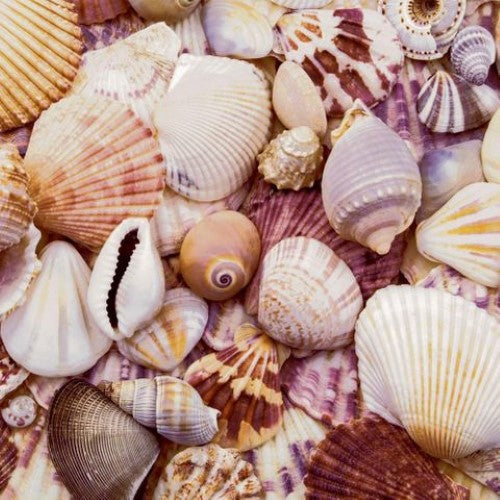 Luncheon Napkin - Seashells