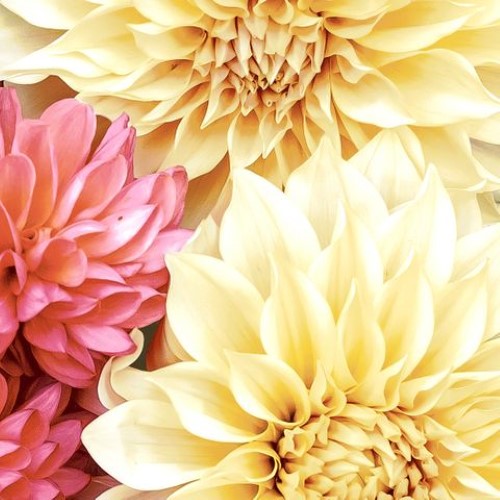 Luncheon Napkin - Soft Dahlias