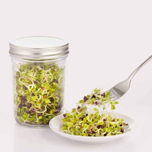 Kilner 500ml sprouting set with glass jar, ceramic base, and stainless steel mesh for easy home-grown sprouts.