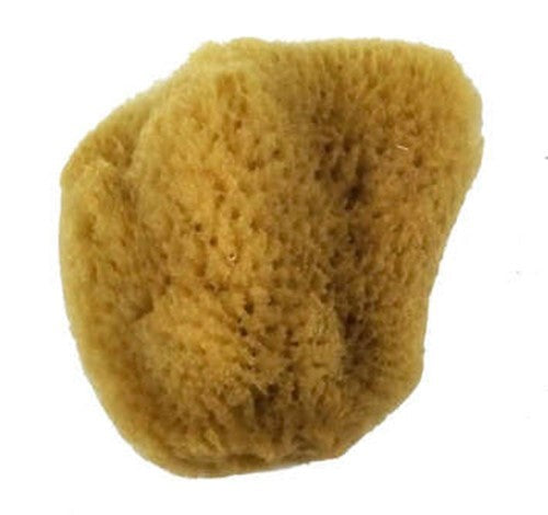 Large sea silk sponge for artists, ideal for blending and washes in watercolor and acrylic painting projects.