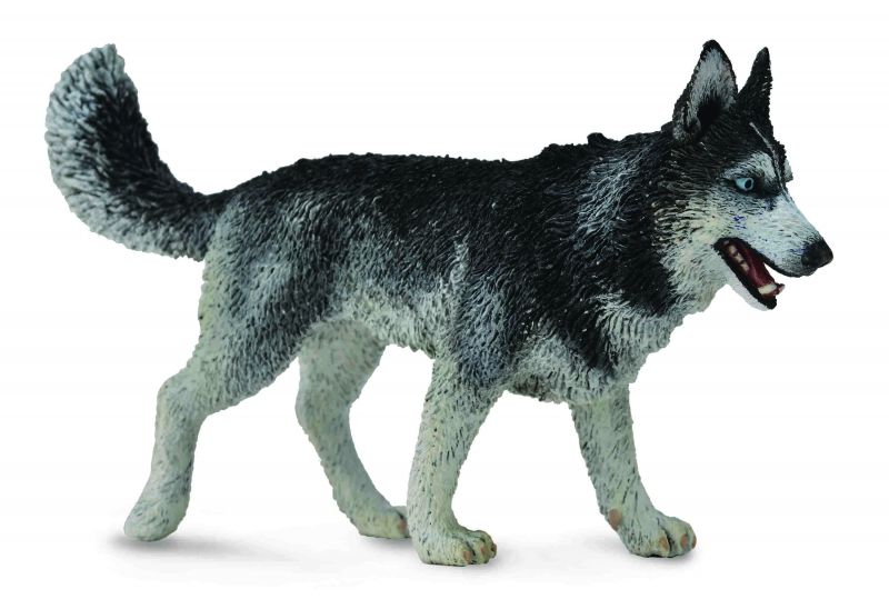 Figurine - Siberian Husky (10.5cm) - CollectA