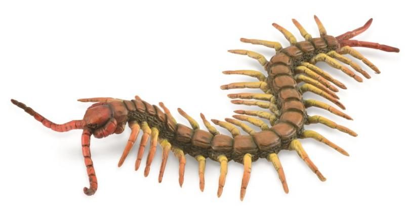 Figurine - Centipede (18cm) - CollectA