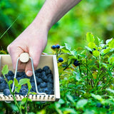 Wooden Berry Picker Harvesting Tool 14 x 22 x 11cm