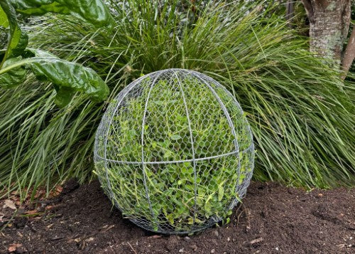 Topiary Plant Training Frame Ball Large 41 x 41 x 39cm