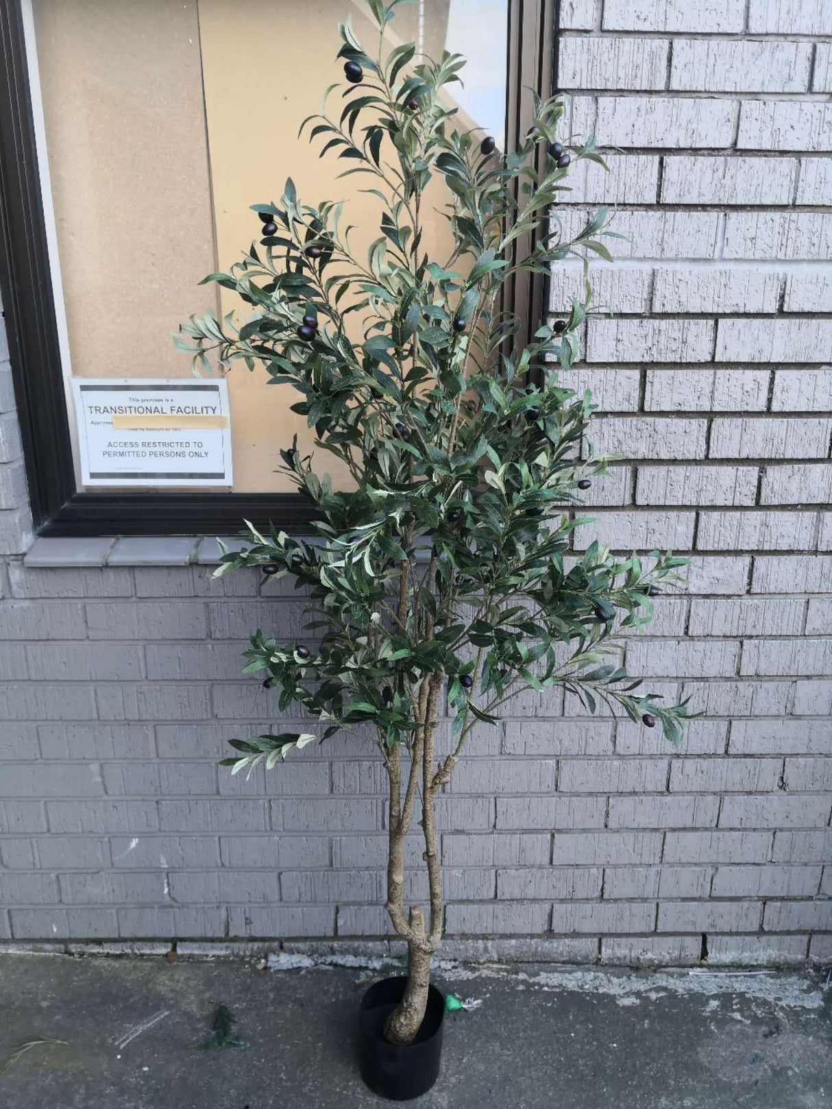 Artificial Tree – 180cm Olive Tree With Green Olives
