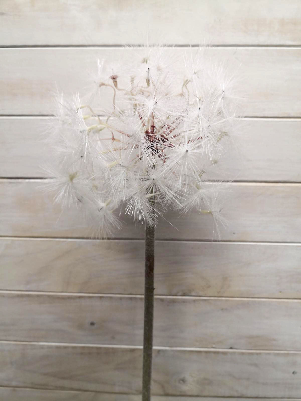 Artificial white dandelion flower, 15cm tall, perfect for elegant home decor and everlasting floral arrangements.