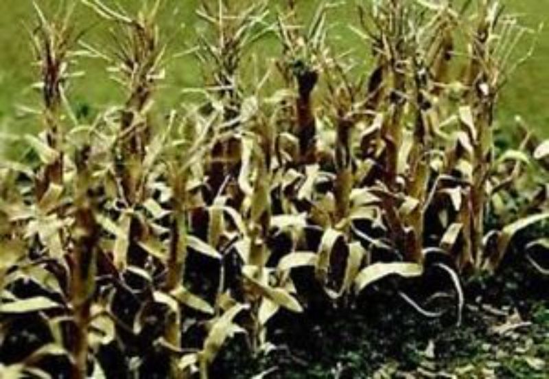 Meticulously crafted dried corn stalks for realistic model landscapes, perfect for O scale train setups and dioramas.