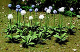 Colorful JJT Model Scenery Allium Gigateum set with 30 realistic flowers, perfect for enhancing HO scale dioramas and layouts.