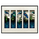 Framed Art - Five Tui's (82 x 65 x 1.5cm)