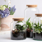 Large recycled glass terrarium set of 4, 10L half open design with cork lid for easy plant maintenance and ventilation.