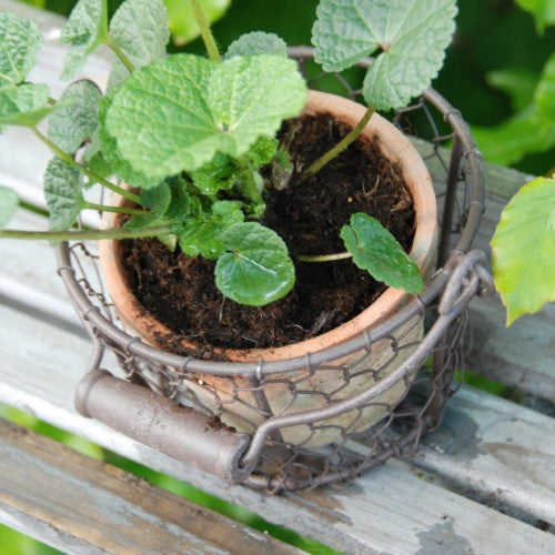 Set of 2 rustic terracotta pots in wire baskets with handles, perfect for indoor plants and outdoor displays.