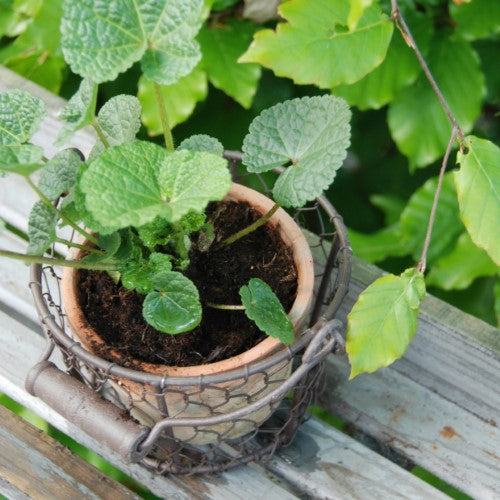 Set of 2 rustic terracotta pots in wire baskets with handles, perfect for indoor plants or outdoor displays.