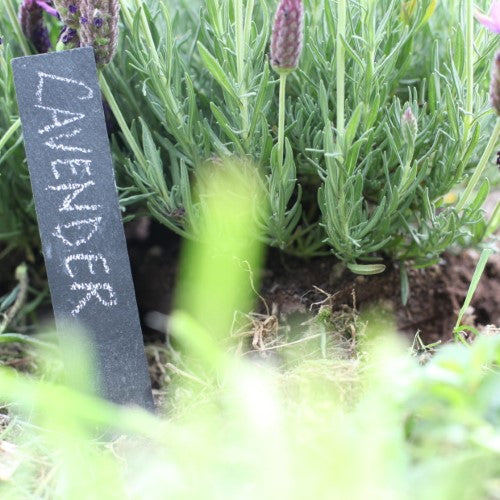 Planter Stick W/Slate Label (3 Packs)