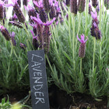 Planter Stick W/Slate Label (3 Packs)