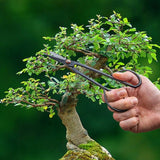 A set of 2 slim bonsai shears, 7x21cm, crafted from carbon steel for precise pruning and shaping of miniature trees.