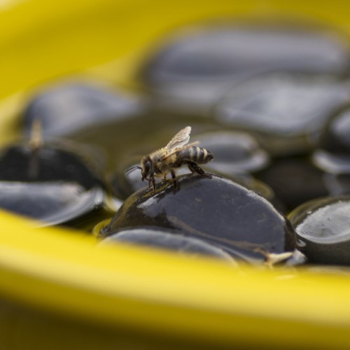 Bird Bath - Bee and Butterfly