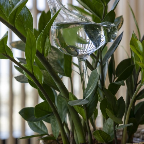 Plant Waterer - Glass Bird