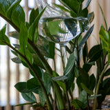 Plant Waterer - Glass Bird