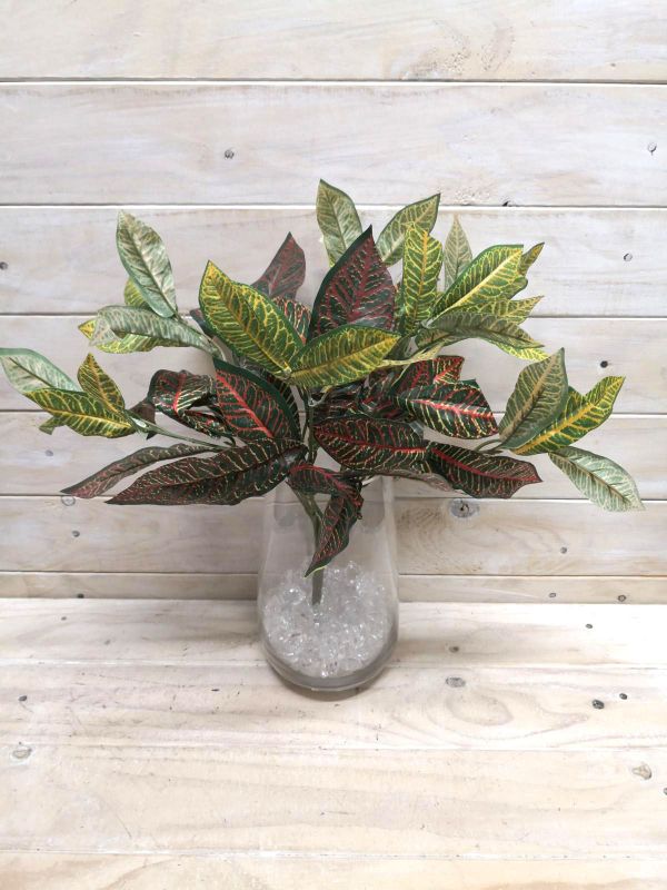 Bush – Croton Bush