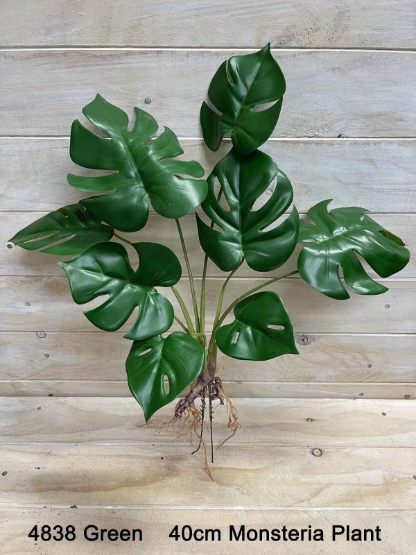 Plant – Monsteria Plant  Burgundy