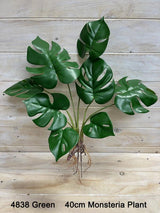 Plant – Monsteria Plant  Burgundy