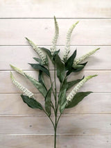 Lysimachia – Lysimachia Spray ( Hebe)