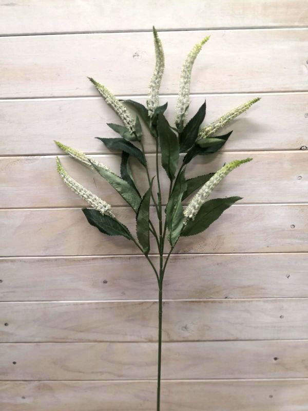 Lysimachia – Lysimachia Spray ( Hebe)