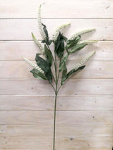 Lysimachia – Lysimachia Spray ( Hebe)
