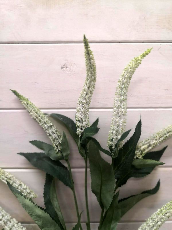 Lysimachia – Lysimachia Spray ( Hebe)