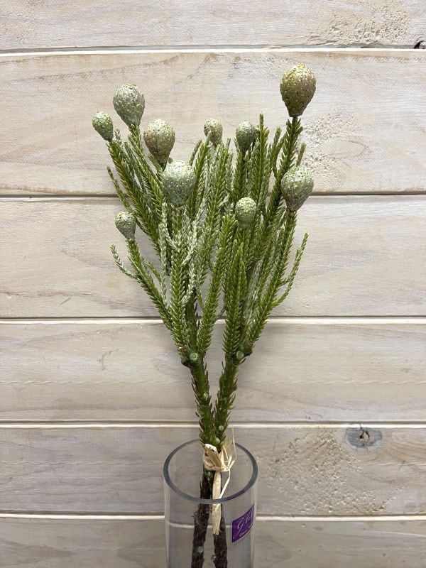 Berry – Pine Spray with Nut