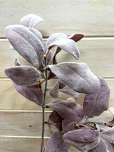 Artificial Lamb Ear Spray (Burgundy)