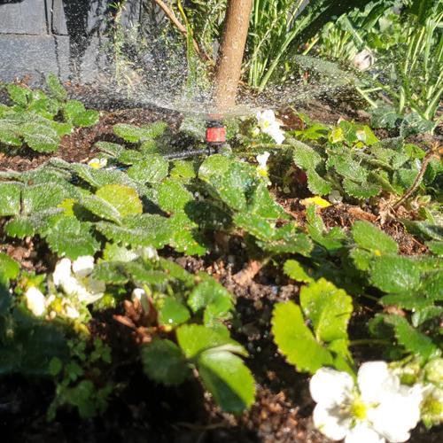 Maze 40 X Micro Sprayers With 25M Polytube Kit
