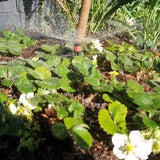 Maze 40 X Micro Sprayers With 25M Polytube Kit