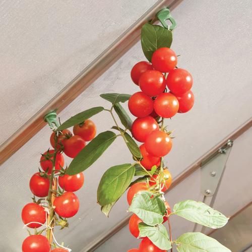 Maze Plant Hangers (10 pk)