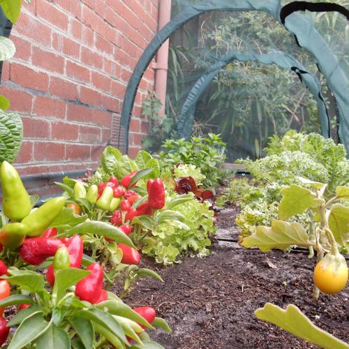 Maze Net Tunnel (2X1X1M)