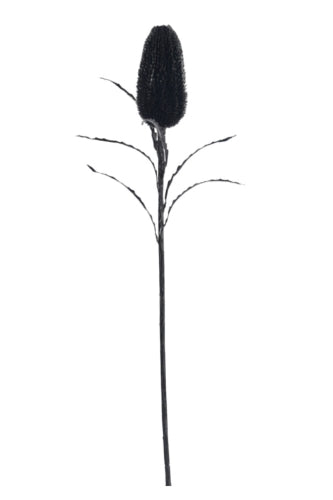 Black Glitter Banksia (Set of 6)