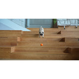 Dog Toy - CHEERBLE WICKED BALL SE (ORANGE)