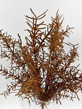 Artificial Asparagus Fern Bush - Autumn - 44cm