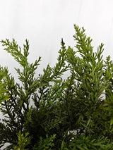 Artificial Cypress Wreath - Real Touch - 50cm